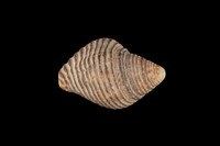 藏品(粗紋峨螺)的圖片